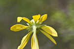 Pinnate prairie coneflower